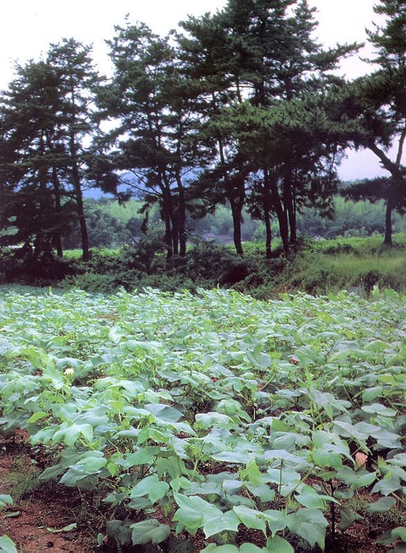 산청 목면시배 유지 사진
