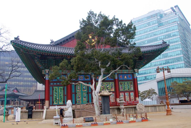 Lacebark Pine of Jogyesa Temple, Seoul photo