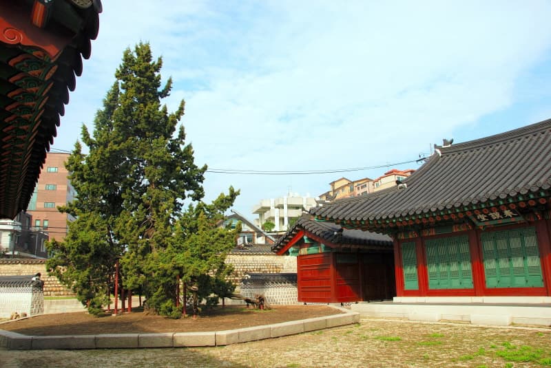 창덕궁 향나무 사진