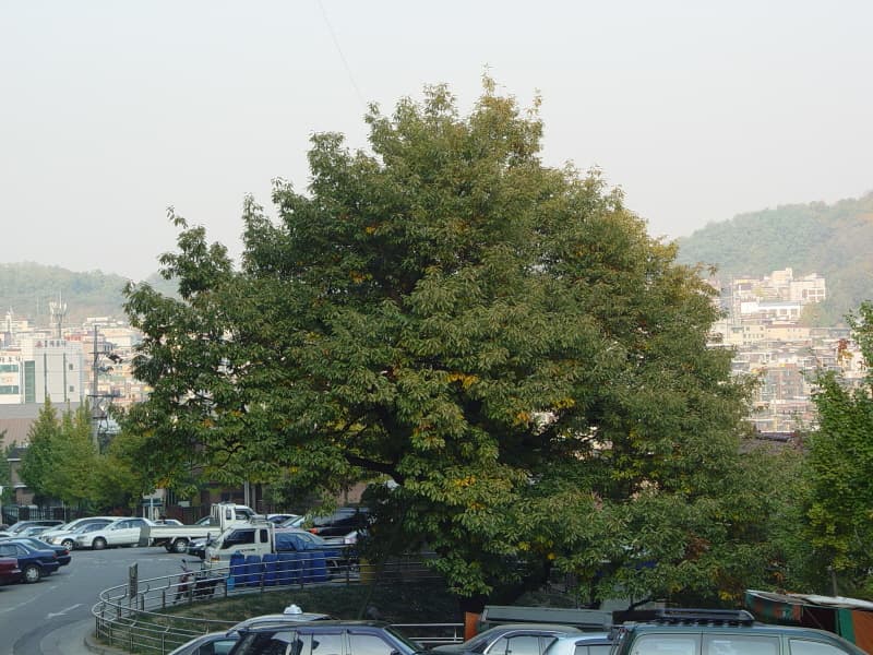 서울 신림동 굴참나무 사진