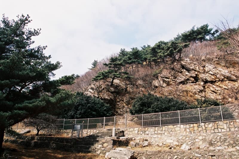 옹진 대청도 동백나무 자생북한지 사진