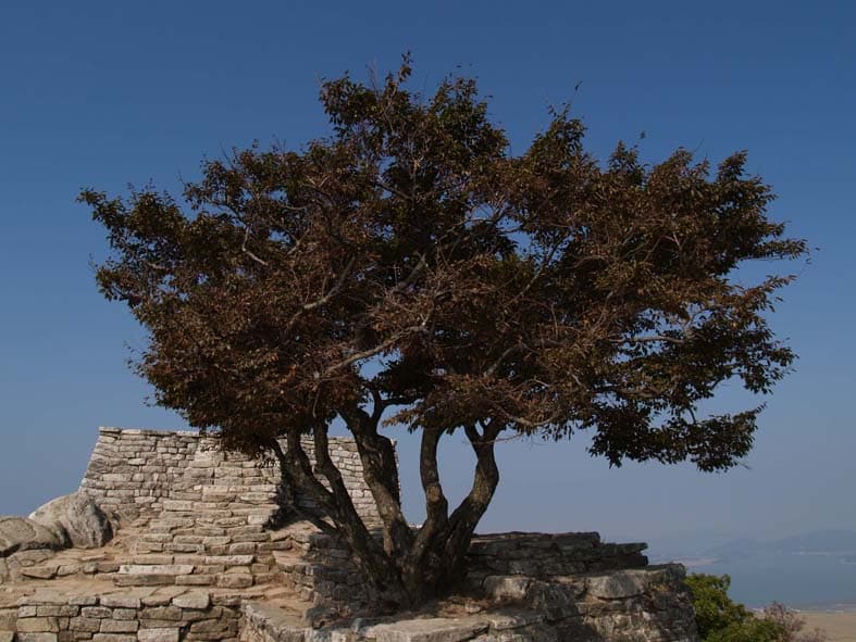Turczaninow Hornbeam of Chamseongdan Altar, Ganghwa photo