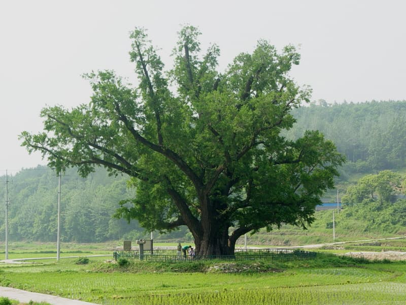 Ginkgo Tree of Guryang-ri, Ulju photo