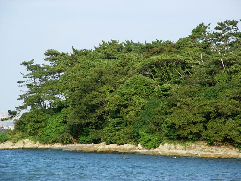 Evergreen Forest on Mokdo Island, Ulju photo