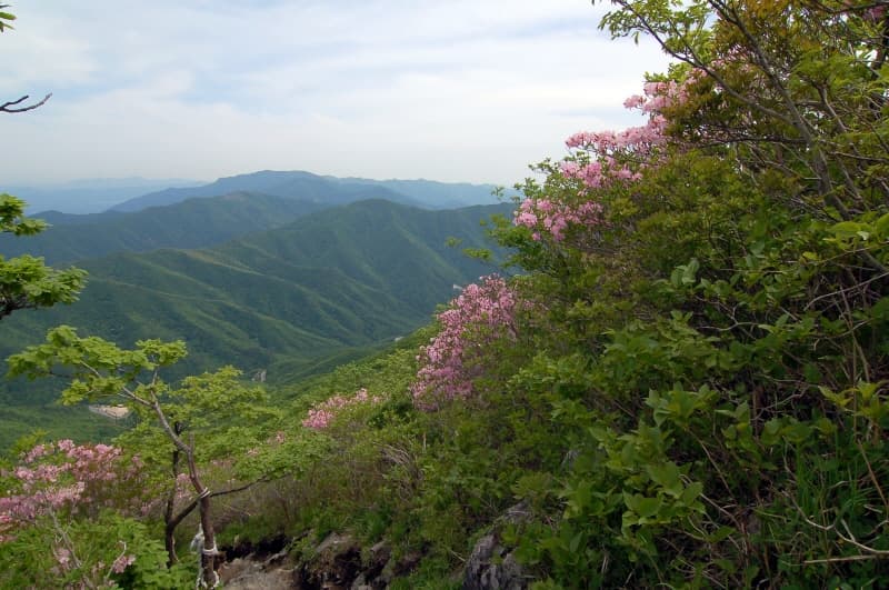 Population of Royal Azaleas in Gajisan Mountain photo
