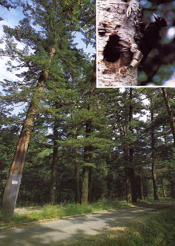Habitat of White-bellied Woodpeckers near Gwangneung Royal Tomb photo
