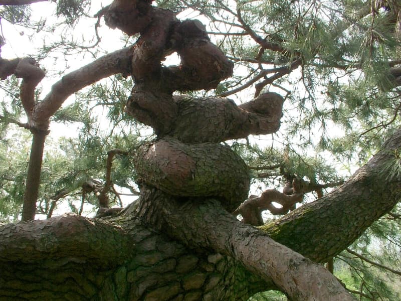 Ballyongsong Pine Tree in Dorip-ri, Icheon photo