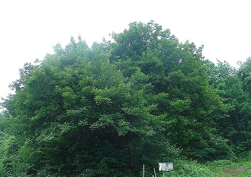 Ash Tree of Jeongok-ri, Hwaseong photo
