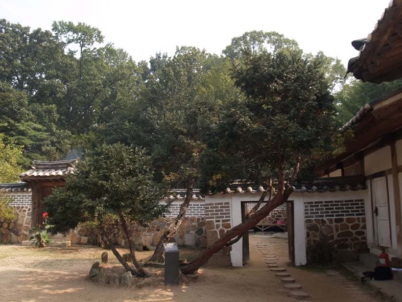 화성 융릉 개비자나무 사진