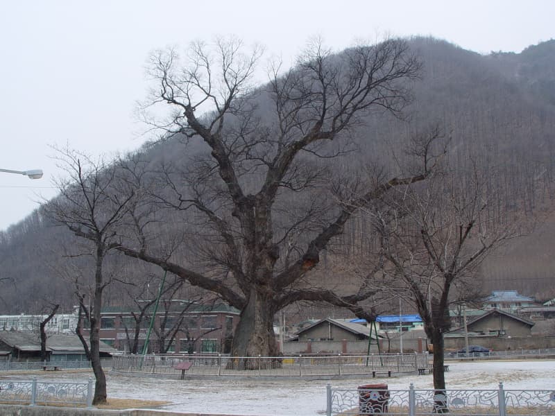 Long-leaf Zelkova of Dogye-ri, Samcheok photo