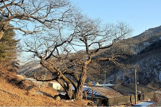 Chestnut Tree of Ungyo-ri, Pyeongchang photo