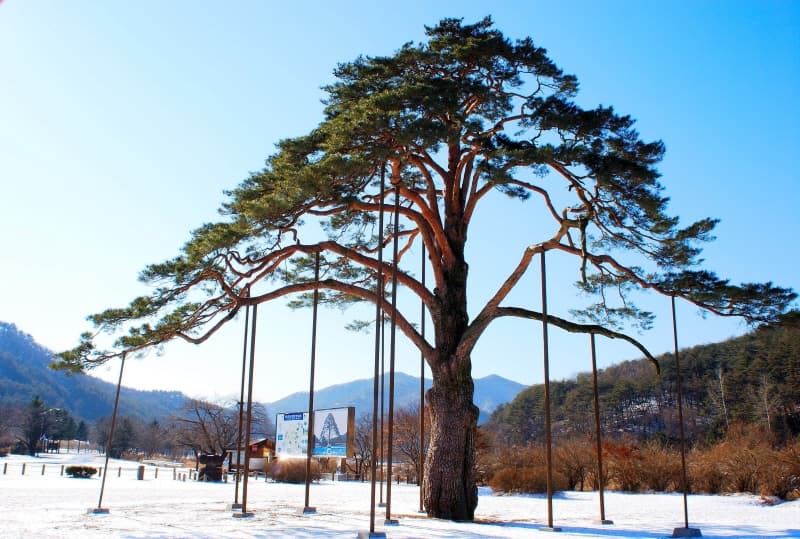 Songni Jeongipumsong Pine Tree, Boeun photo