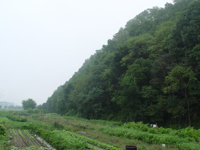 Natural Habitat of White Forsythias in Maecheon-ri, Yeongdong photo