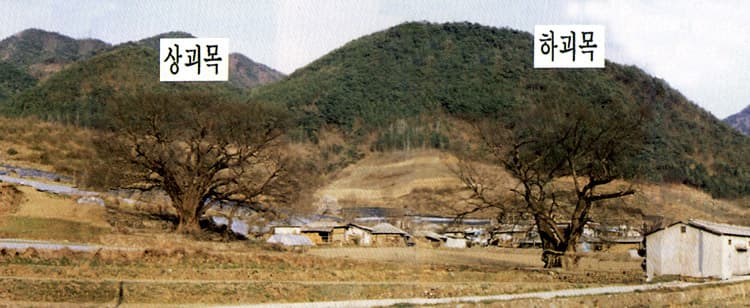 Saw-leaf Zelkova of Oga-ri, Goesan photo