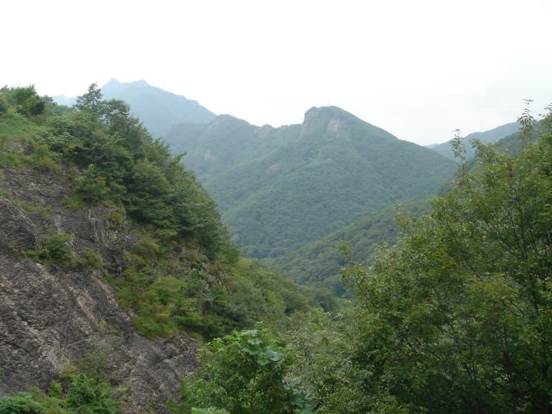 내장산 굴거리나무군락 사진