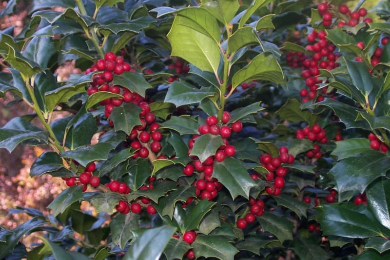 Population of Horned Hollies in Docheong-ri, Buan photo