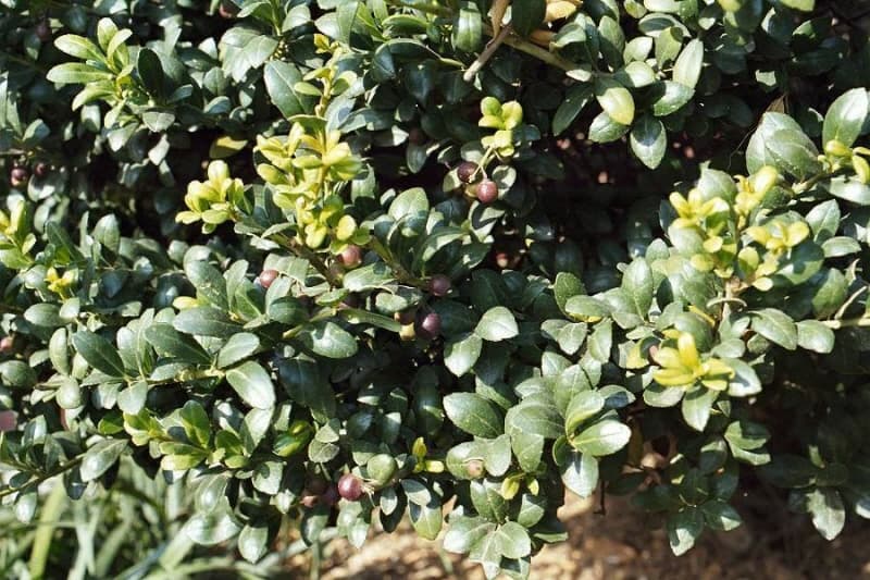 Population of Box-leaved Hollies in Junggye-ri, Buan photo