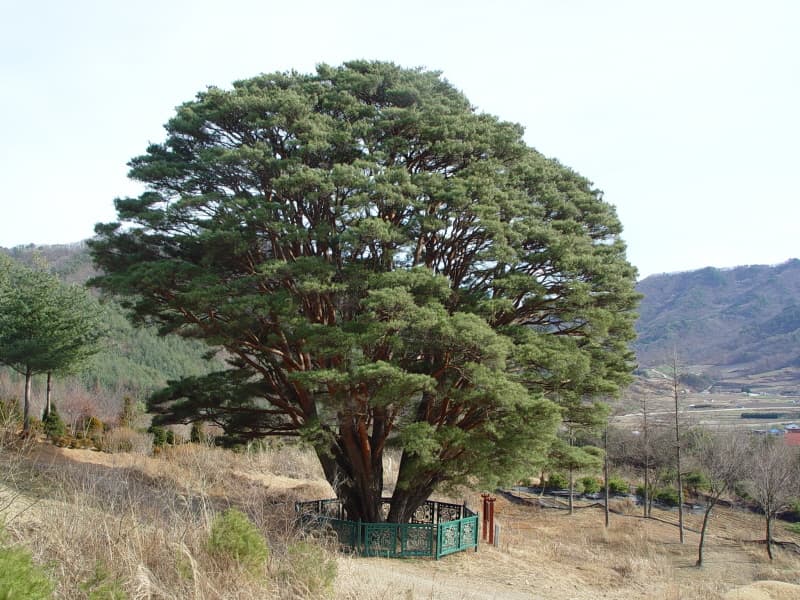 무주 삼공리 반송 사진