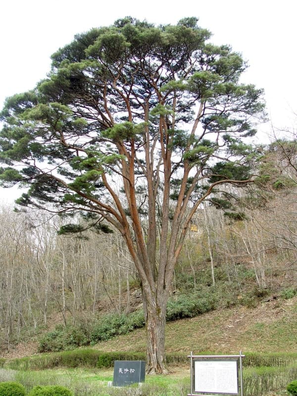 Jangsasong Pine Tree at Dosoram Hermitage of Seonunsa Temple, Gochang photo