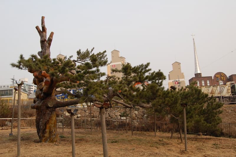 Black Pine of Samcheon-dong, Jeonju photo