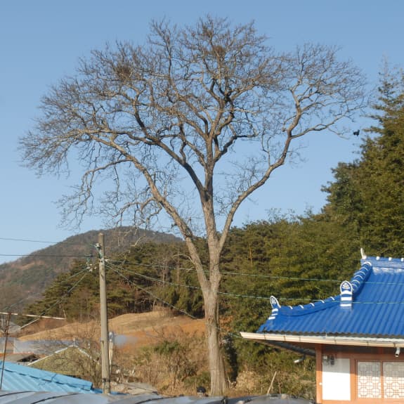 정읍 두월리 청실배나무 사진