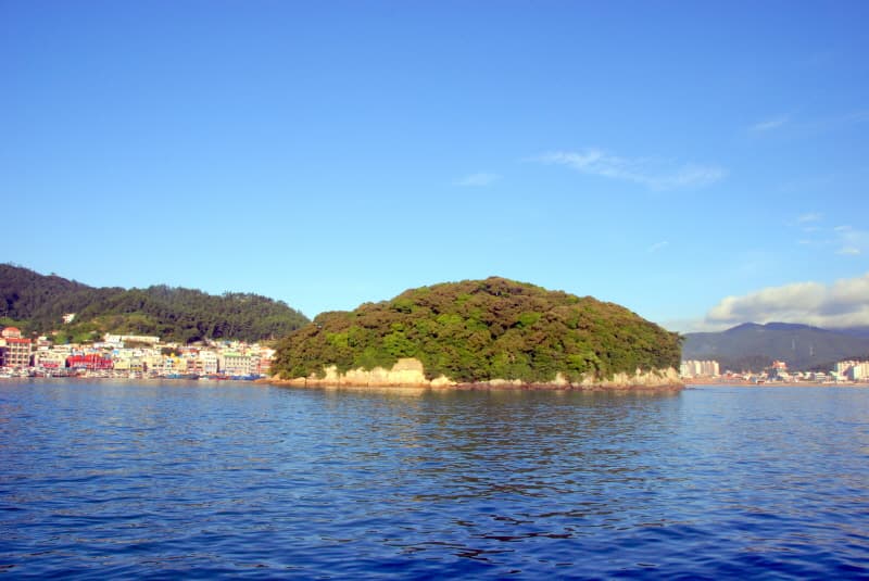 Evergreen Forest on Judo Island, Wando photo