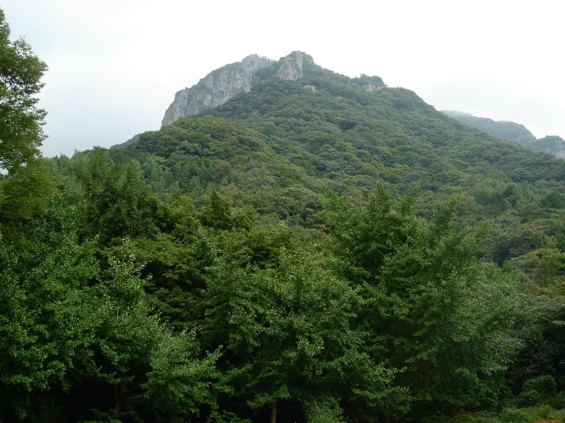 Forest of Nut-bearing torreya at Baegyangsa Temple, Jangseong photo