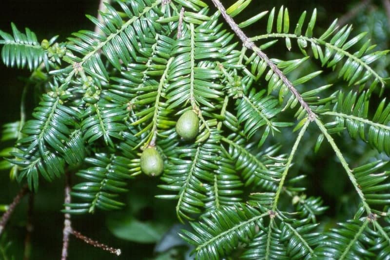 Forest of Nut-bearing torreya at Geumtapsa Temple, Goheung photo