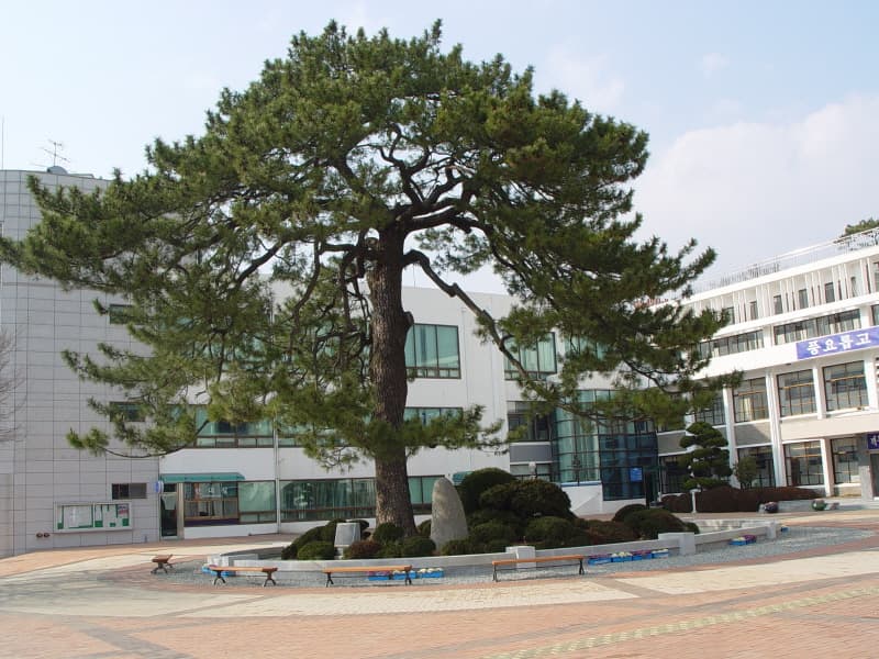 Suseongsong Pine Tree in Seongnae-ri, Haenam photo