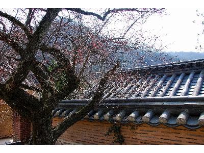 Gobulmae Plum of Baegyangsa Temple, Jangseong photo