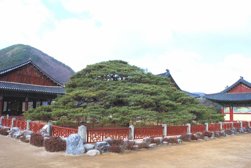 청도 운문사 처진소나무 사진