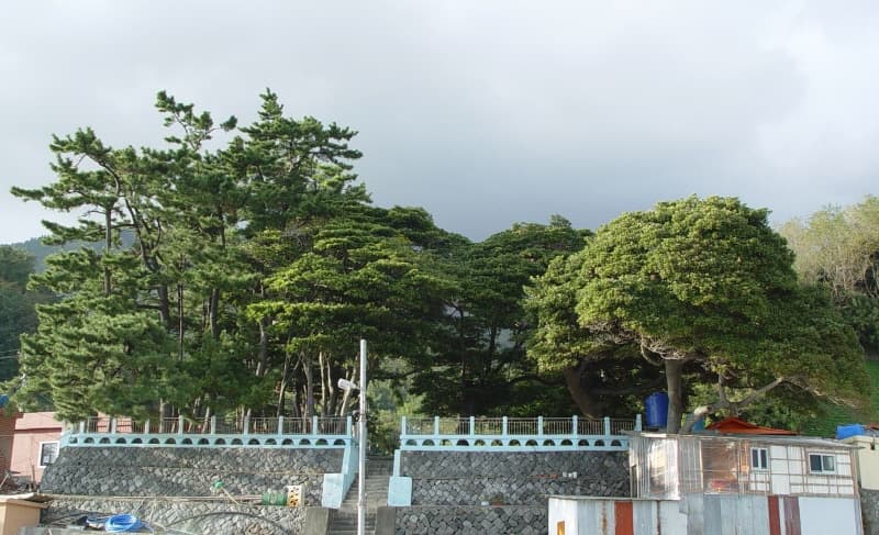 Habitat of Black Wood Pigeons in Sadong, Ulleung photo