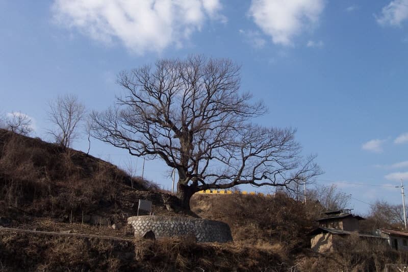 안동 대곡리 굴참나무 사진