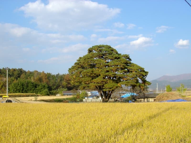 구미 독동리 반송 사진