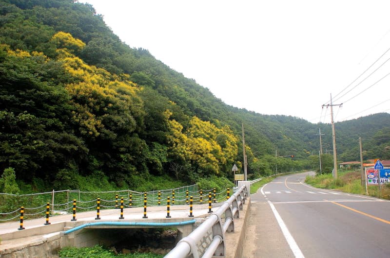 포항 발산리 모감주나무와 병아리꽃나무군락 사진