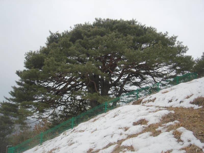 Manjisong Pine Tree in Dapgok-ri, Yeongyang photo