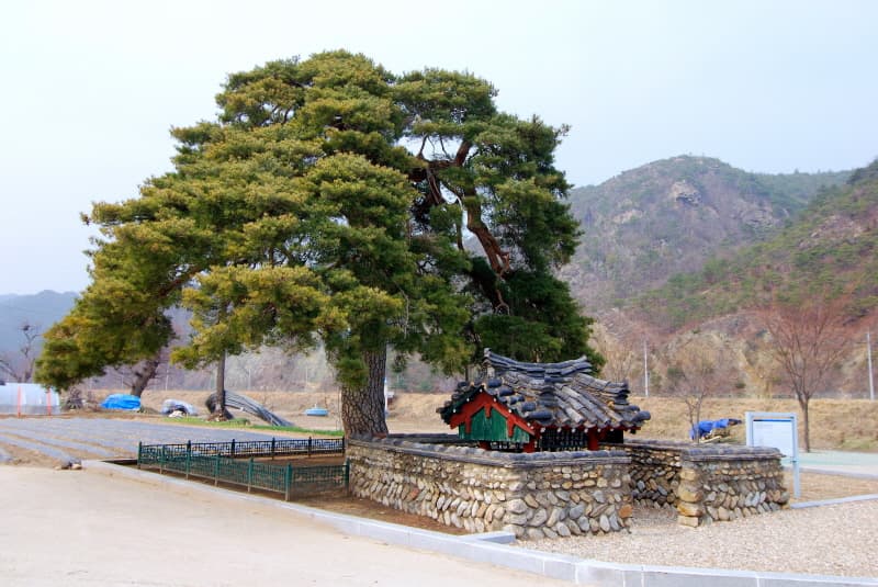 울진 행곡리 처진소나무 사진