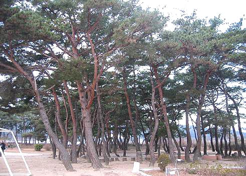 포항 북송리 북천수 사진