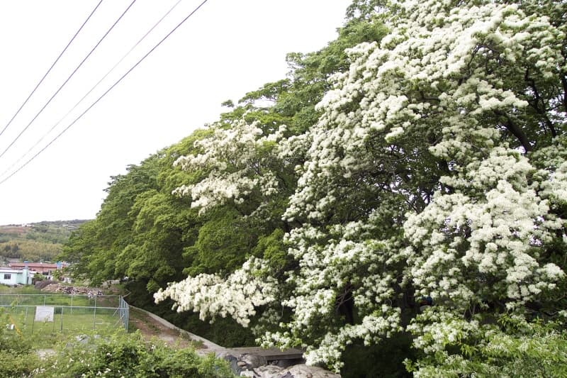 Windbreak Forest of Mulgeon-ri, Namhae photo