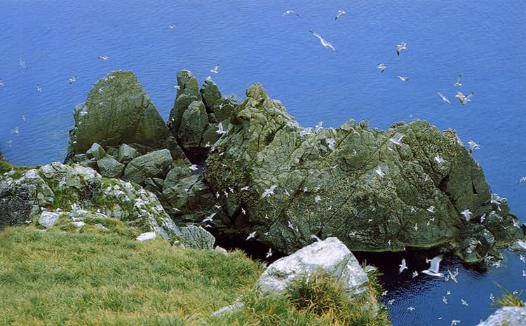 Breeding Ground of Black-tailed Gulls on Hongdo Island, Tongyeong photo