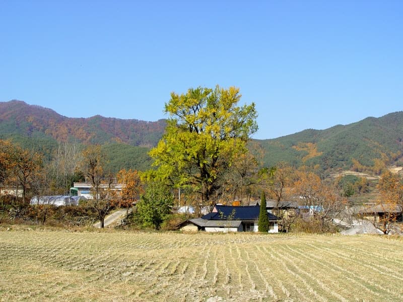 함양 운곡리 은행나무 사진