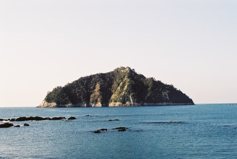 Natural Habitat of Spleenworts on Samdo Island, Jeju photo