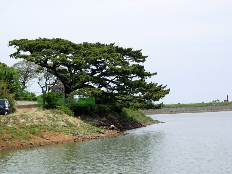 제주 수산리 곰솔 사진