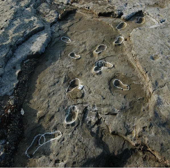 Tracksite of Humans and Animals, Jeju photo