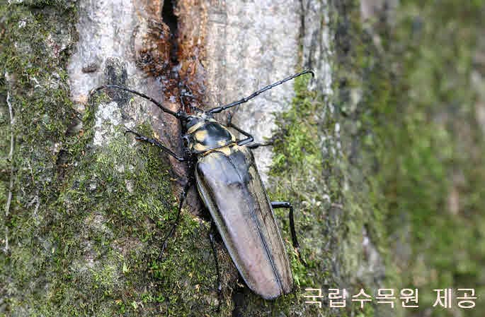 장수하늘소 사진
