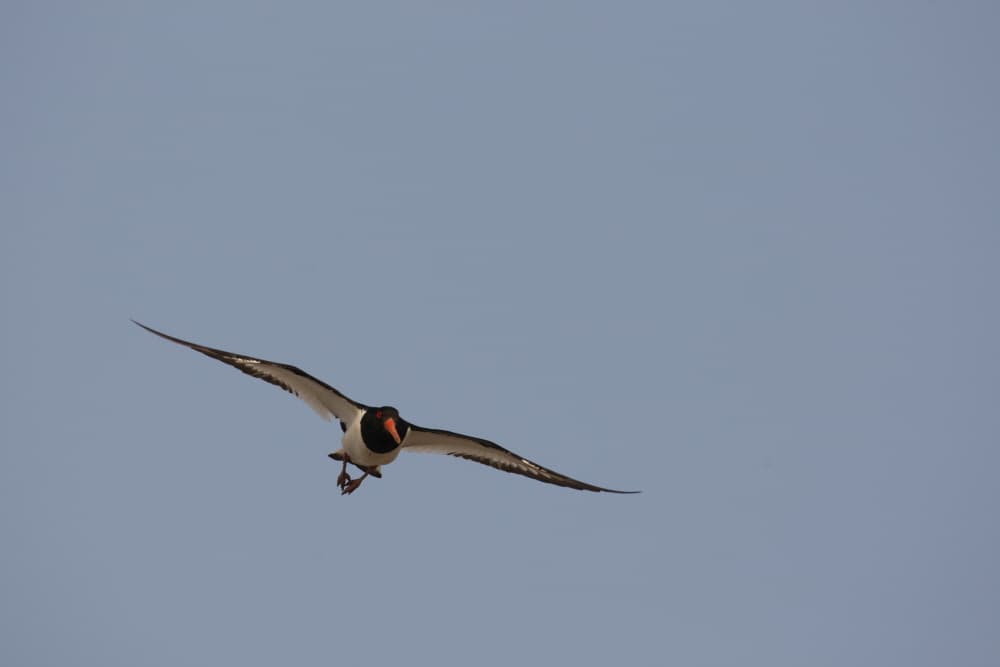 Geomeunmeorimulttesae photo