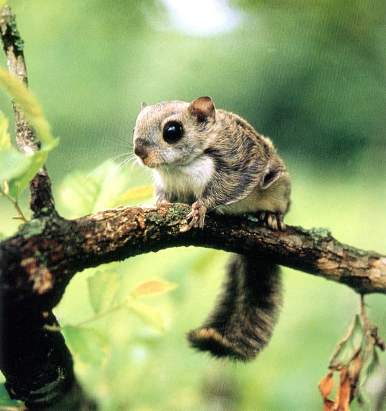 Haneuldaramjwi photo
