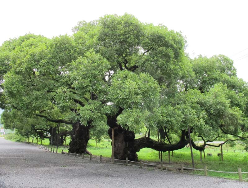 광주 충효동 왕버들 군 사진