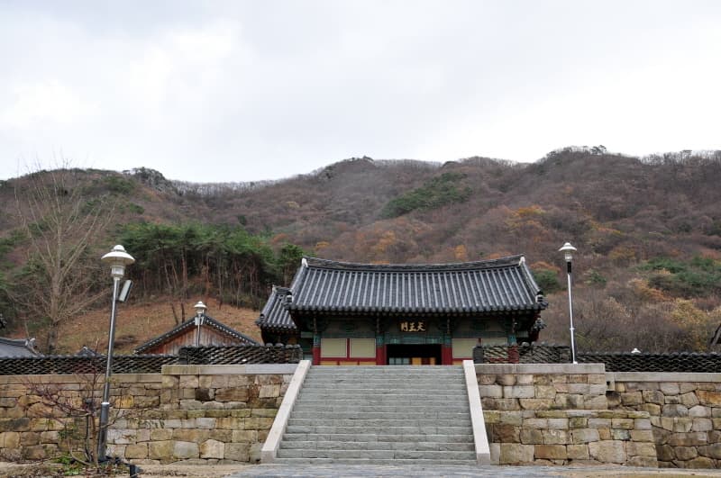영광 불갑사 참식나무 자생북한지 사진