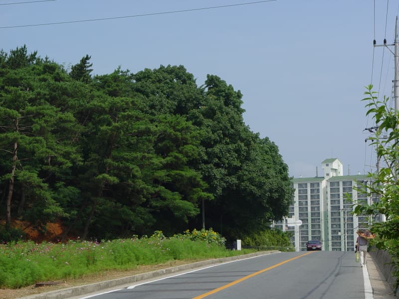 Population of Castor Aralias in Sinbang-ri, Changwon photo